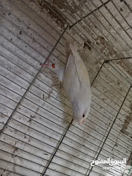 طور روز  ألوان بتجنن الله يبارك لصاحب النصيب. روز البينو عين حمرا. البينو بيور من انناحي