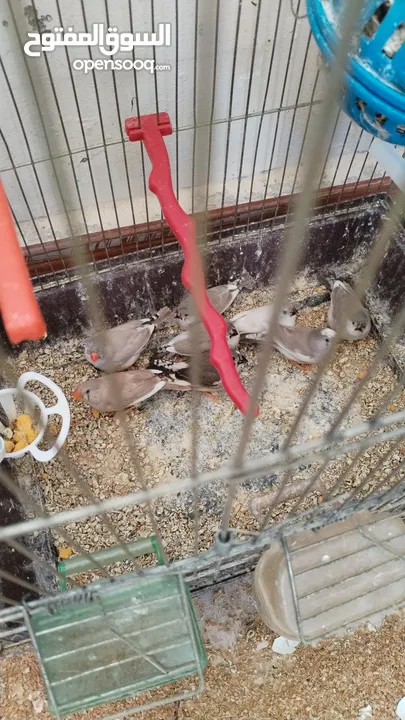 طيور جنة للبيع