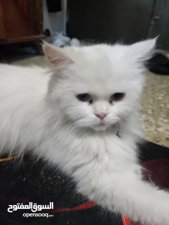 قطة شيرازي شانشيلا