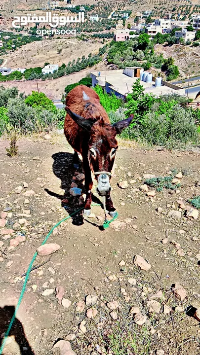 سوق المفتوح