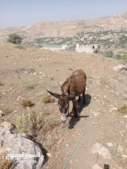 سوق المفتوح