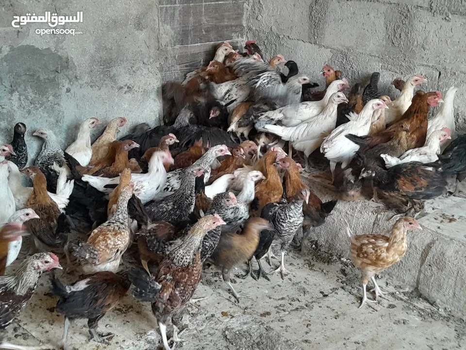 متاح فرخات بسحاب