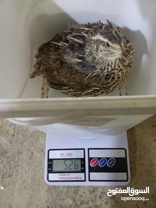 بيض فري سوبر جامبو مخصب ومكفول 80/100