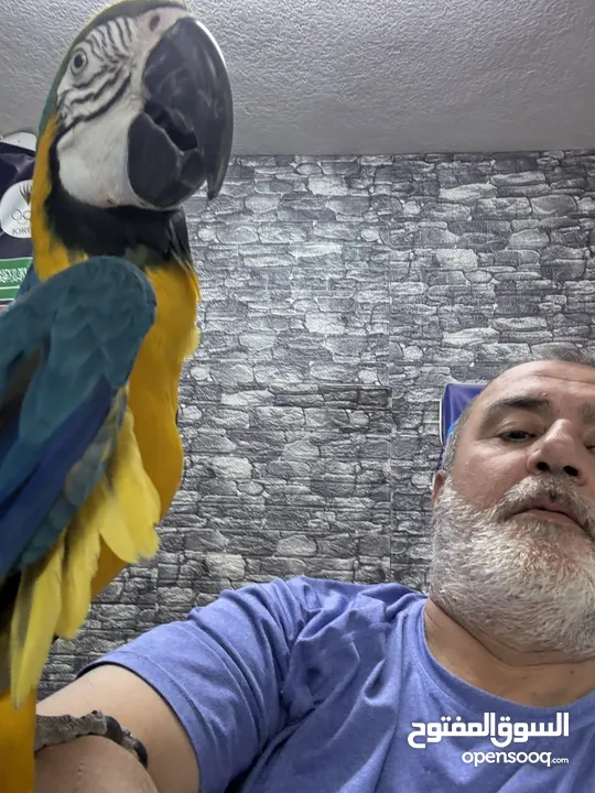 حبتين مكاو للبيع
