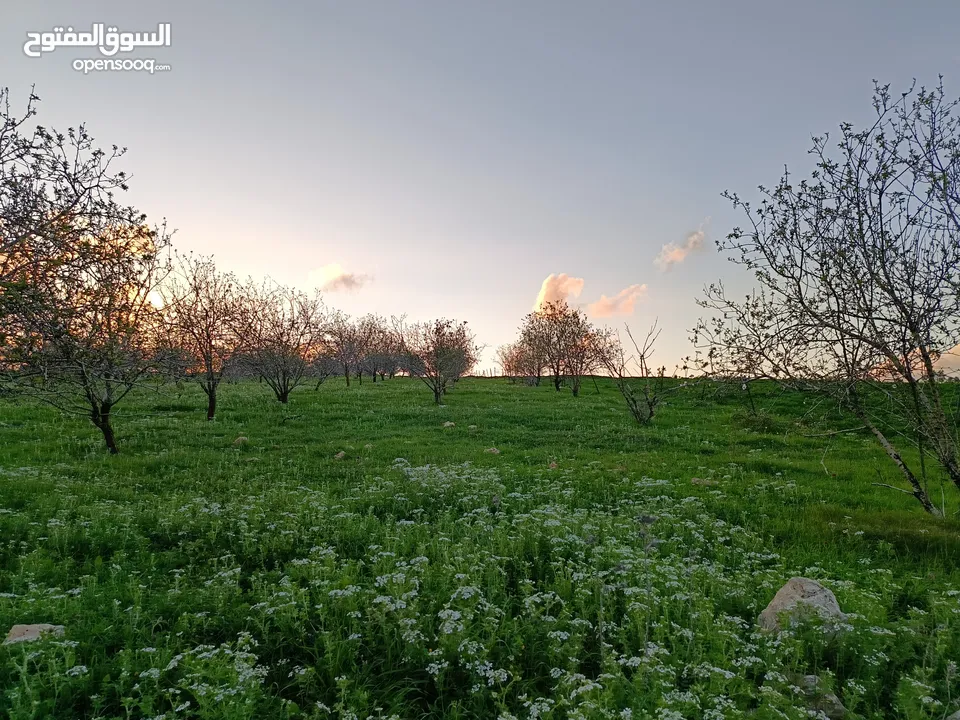 مشروع سلحب الاول