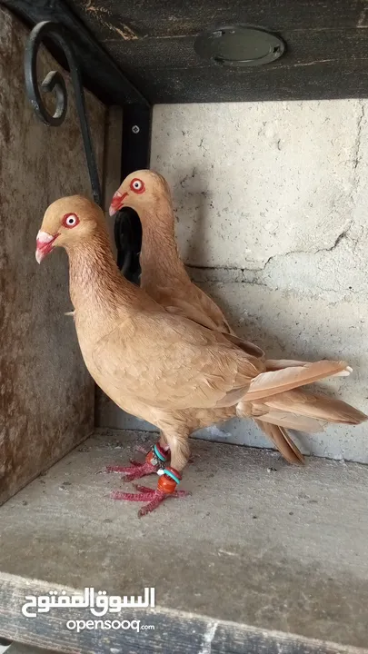 جواز حمام للبيع