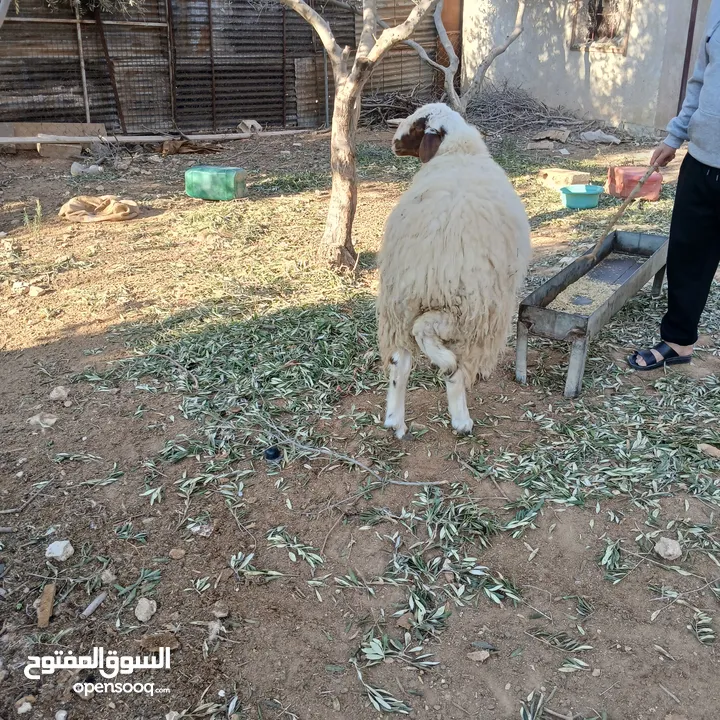 خاروف عسافي  البزره الاصلية