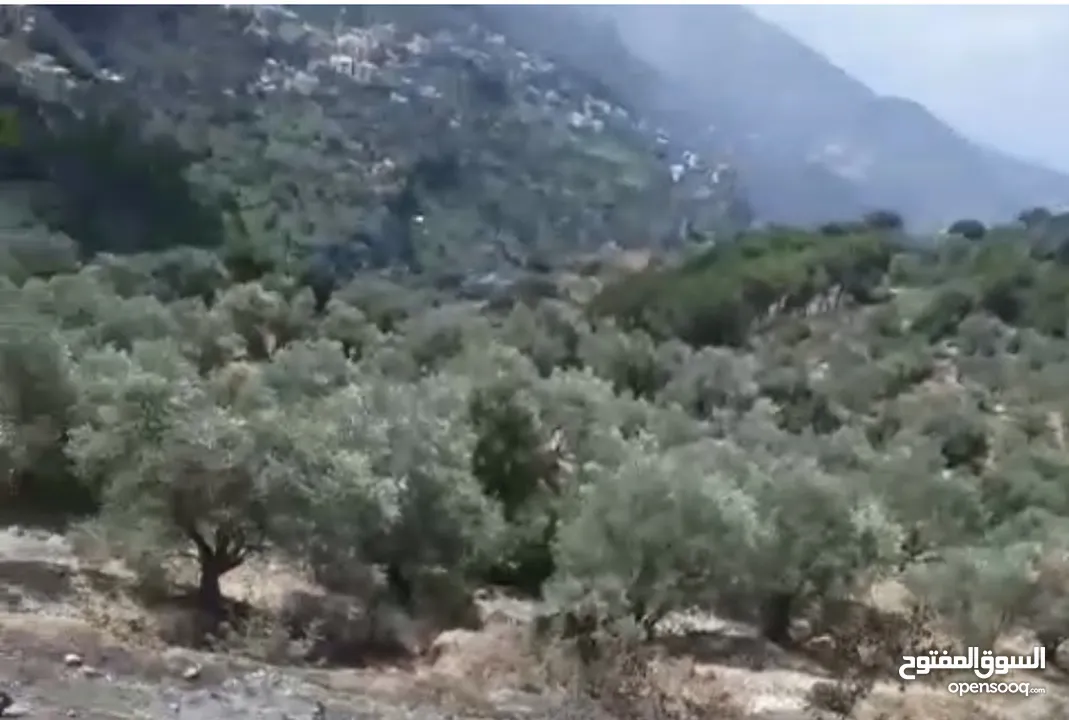 Olive Land For sale ,Deir el Qamar/كرم زيتون للبيع ديرالقمر