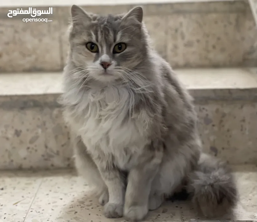 قطة شانشيلا مهجن انثى