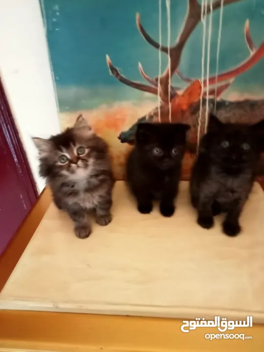 Britch/Scottch cat.. 2 months old
