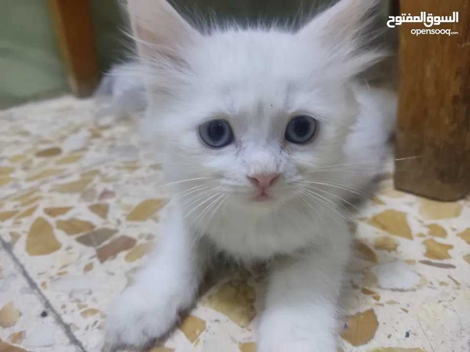 قطة شيرازي للبيع : قطط شيرازي : ميسان العماره (224125050)
