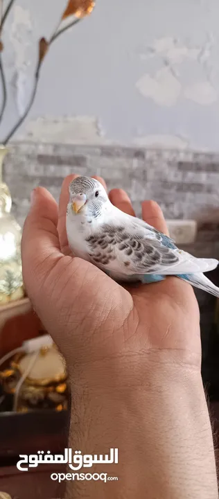 طيور حب نوعيه ممتازه