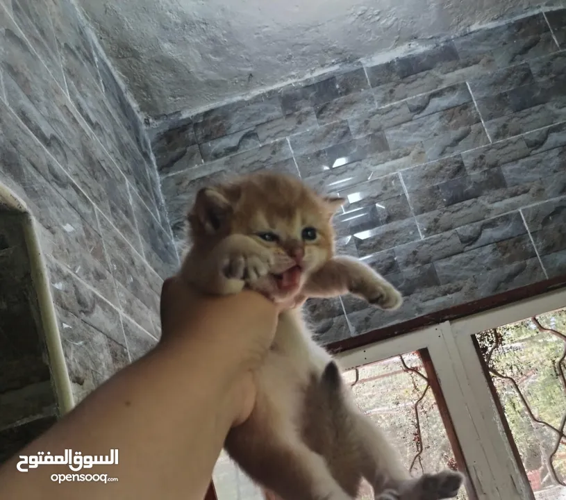 قطط سكوتش ny11 ny 25 بيور جمجمه عريضه زي الالعاب