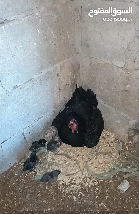3 جاجات مع فراخهم