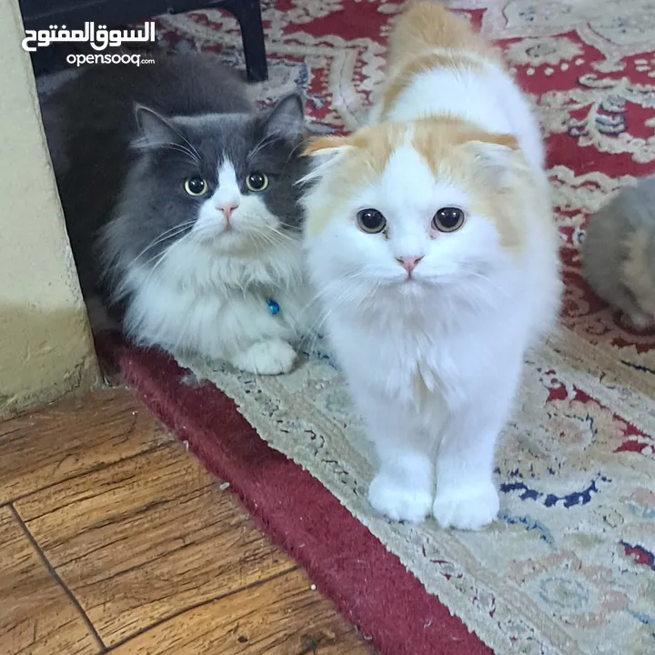 persian cats for adoption