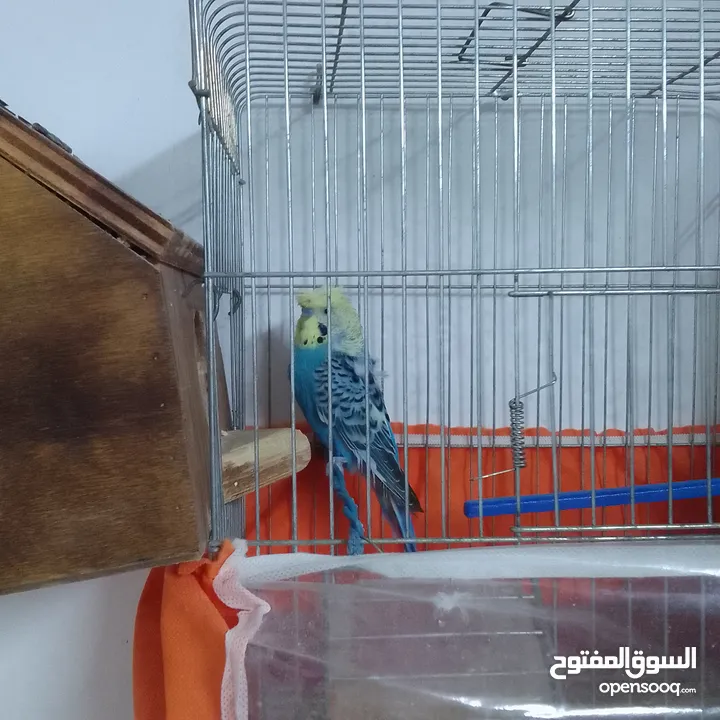 التواصل عبر الوتس اب عصافير حب وكوكتيل حجم جامبو كبير مفتلات والبينه وعادي