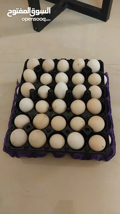 Chicken & Duck egg . بيض دجاج وبط للبيع