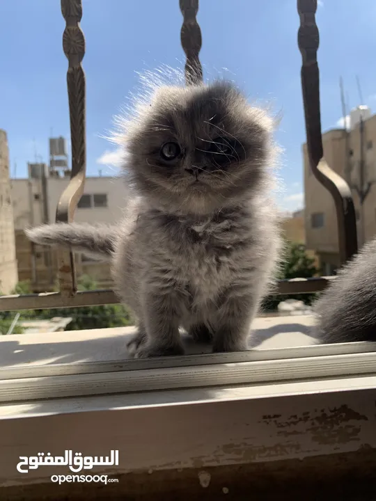 سكوتش فولد