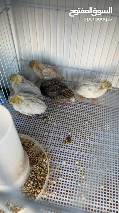 سمان ملكي / سمان صيني button quail  King quail