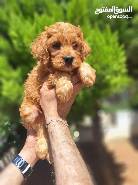 Maltipoo  جراء مالتيبو
