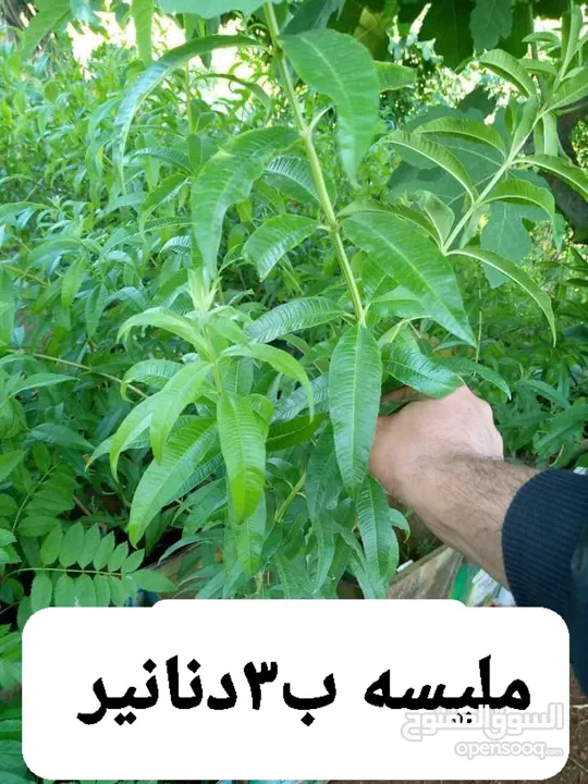 متوفر جميع انواع الاشجار المثمرة والزينة والورود وخدمة الزراع وتنسيق الحدائق وجميع انواع القواير