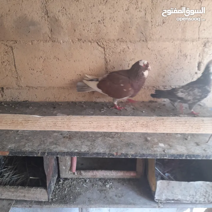 حمام منوع وملون