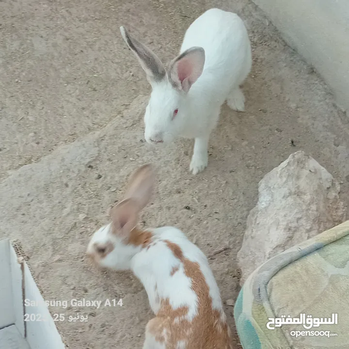 جوز ارانب هجين الماني