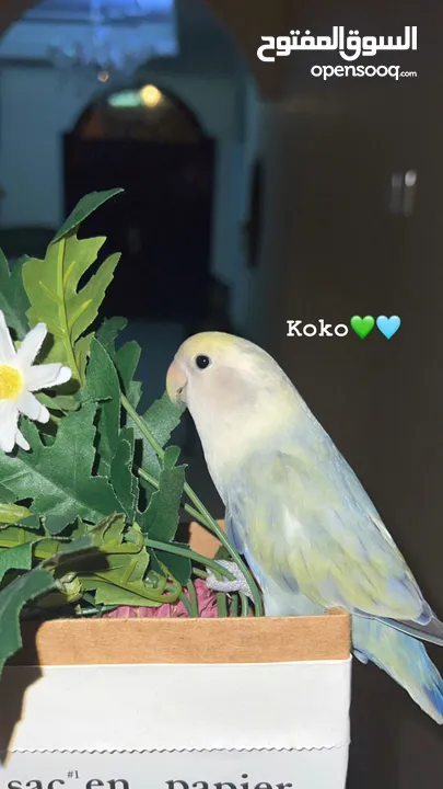 لافبيرد متعلم وذكي جداً lovebirds