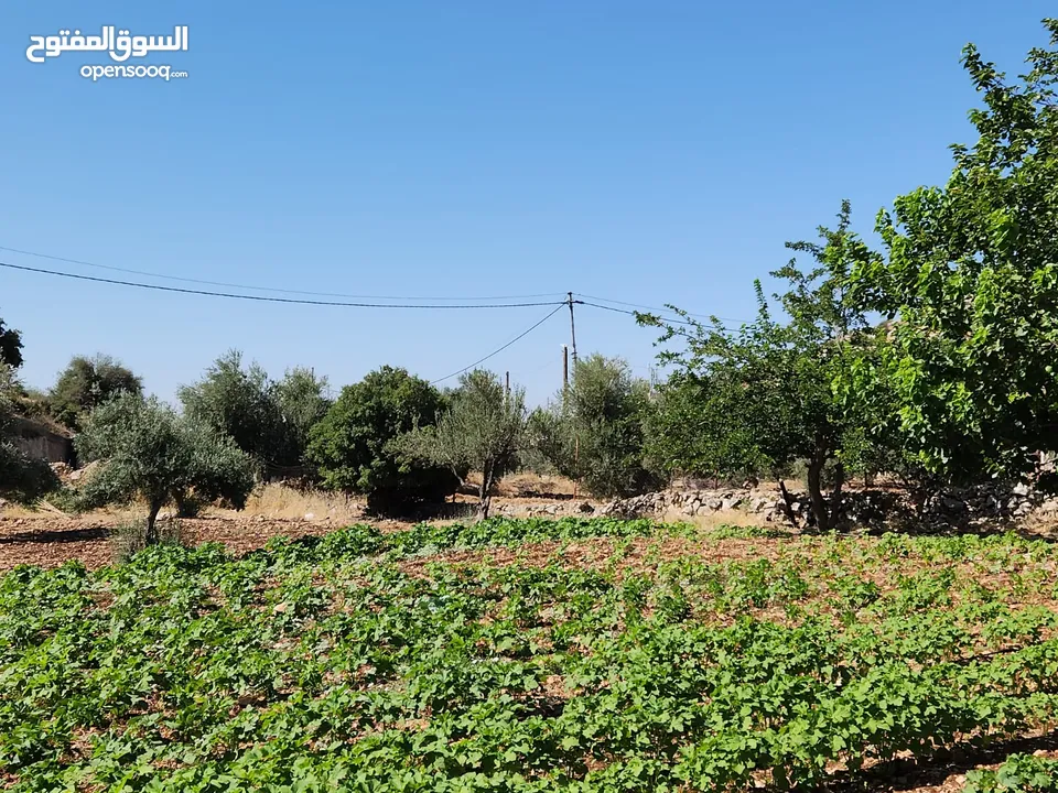 ارض للبيع في بدر الجديده 699م في الرباحيه الجنوبيه تبعد عن مسجد الحدائق 7 دقائق
