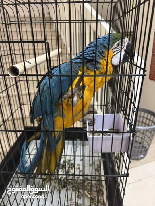 Macaw talking parrot ببغاء المكاو