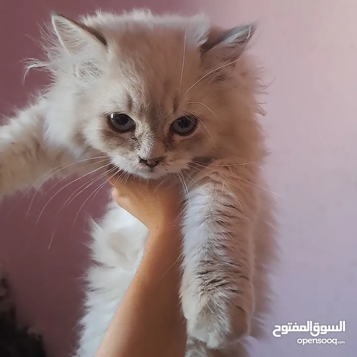 تواصل واتساب  " قطط هملايا وسكوتش فولد "