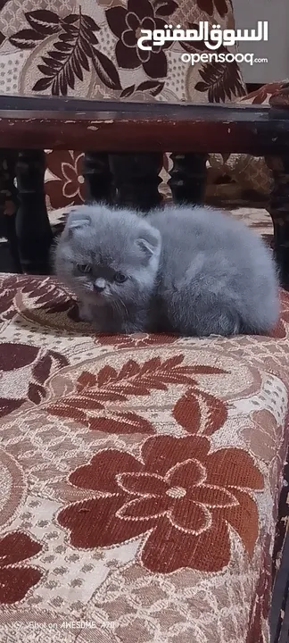 كيتن سكوتش فولد وستريت