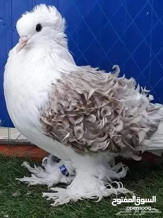 مطلوووب ...مطلووووب حمام بلدي