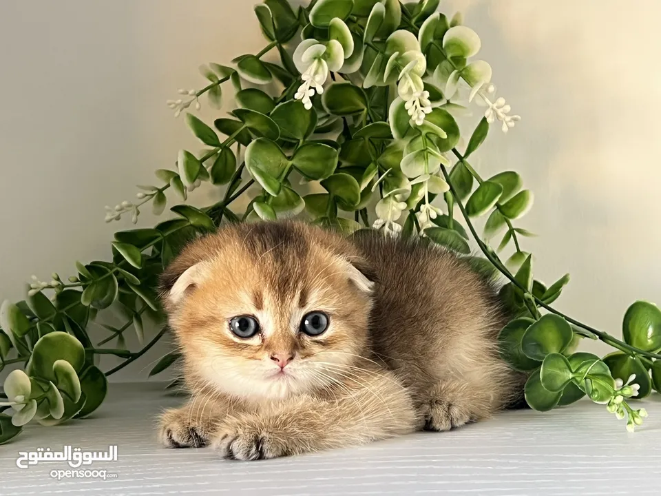 اللي يدور ذهب حقيقي  سكوتش جولدن ذكور اقراء الوصف