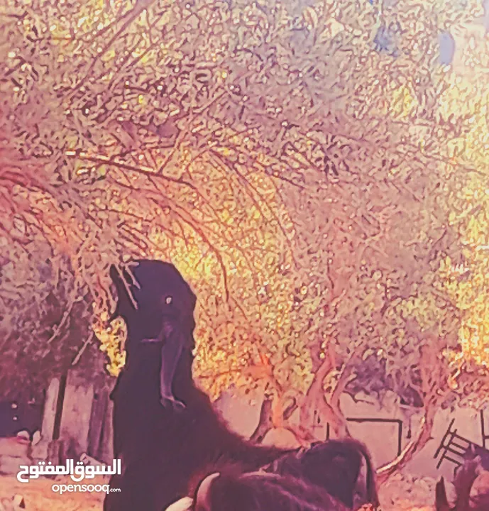 تيس نخب اول للبيع