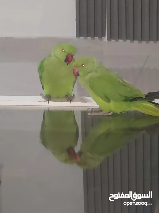 ببغاء درارة  هندي كوكو عمر سنة وريكو عمر سنة ونص اليف ولعوب ومدرب وصحتو جيدة جدا ومرح بلعب بالبيت .