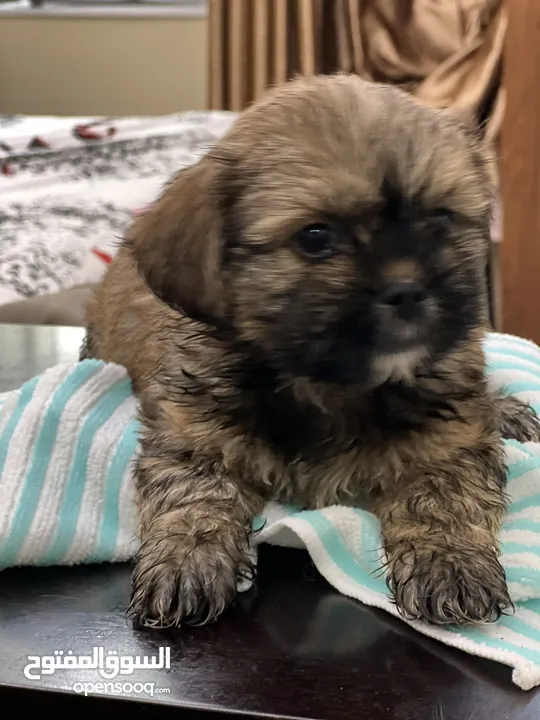 Aed 2500!!  2-4months Old Shih Tzu ( Male or Female )