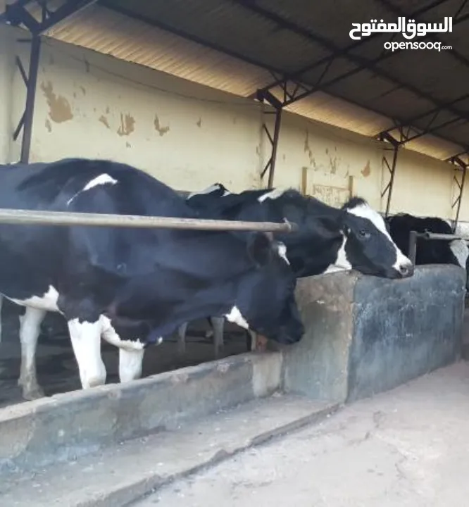 حليب بقري طازج