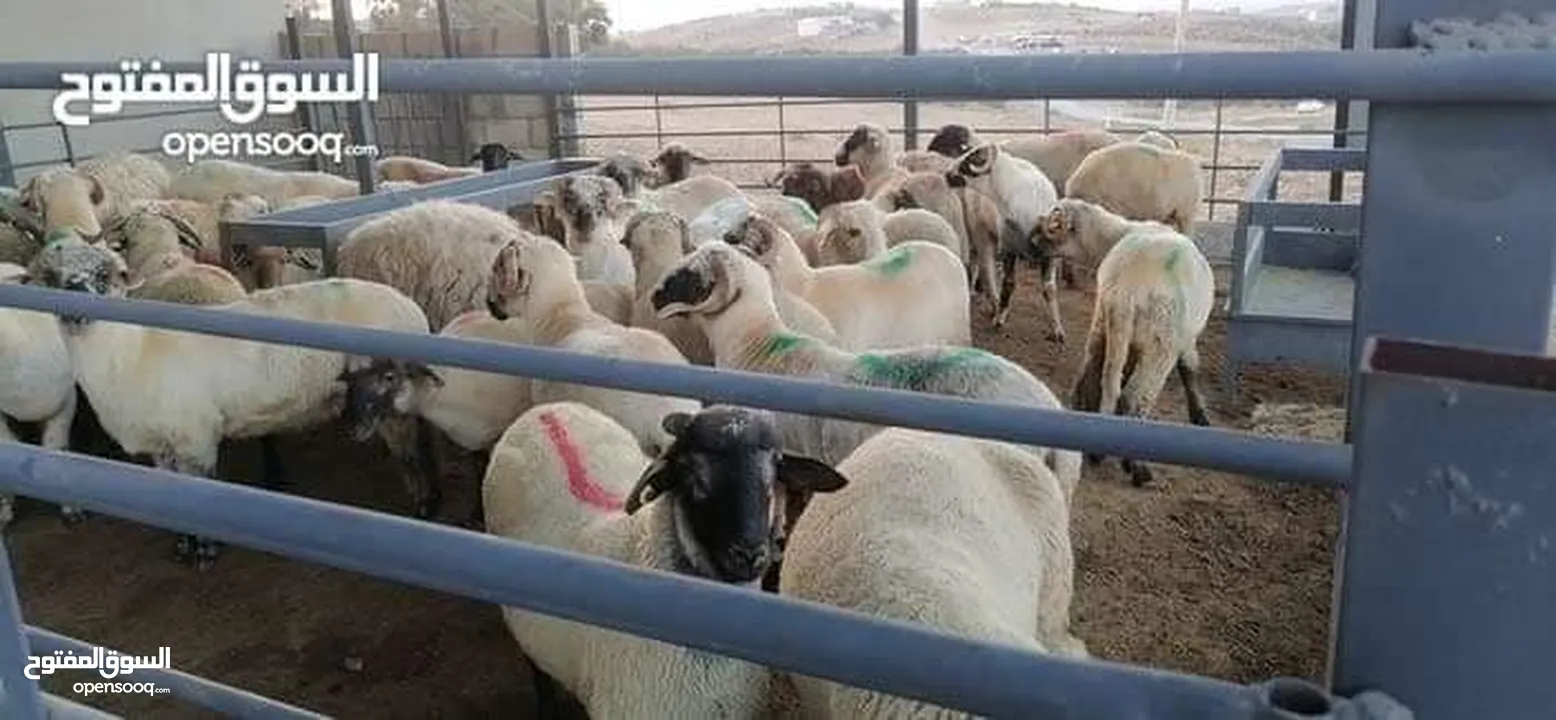 خرفان روماني