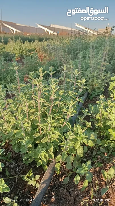 زعتر بلدي ناشف