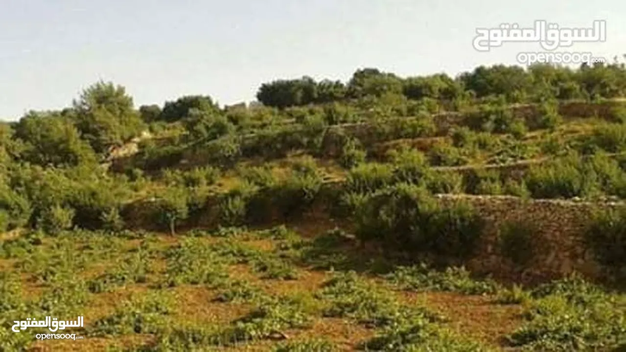 مزرعه مثمرهه فواكه مشكله مردود سنوي من 8 إلى 12 الف