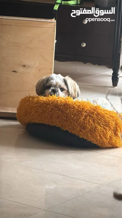 ذكر شيتزو عمر سنة تماما للبيع مع كافة اغراضه و بيته مطعم جميع التطعيمات مع دفتر