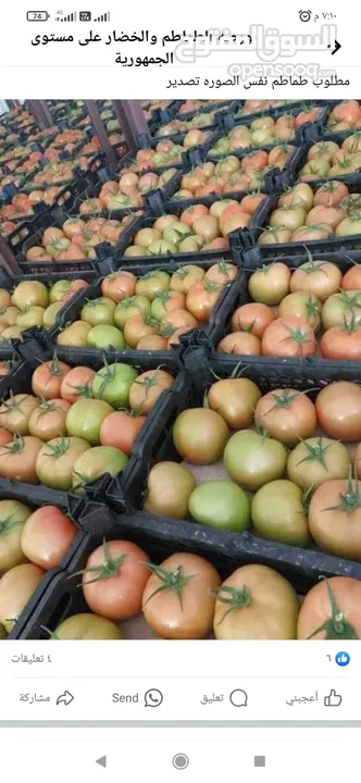 طماطم جاهزه للتصدير