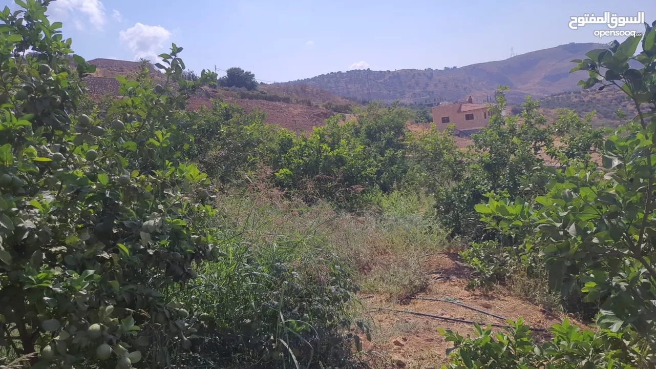 للبيع مزرعه مع شاليه مع بركة سباحه  في السلط المغاريب مشجرة بالكامل جميع الخدمات متوفرة