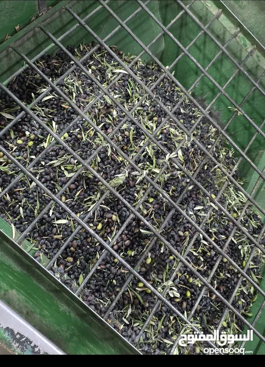 زيت زيتون جبلي قطف السنة