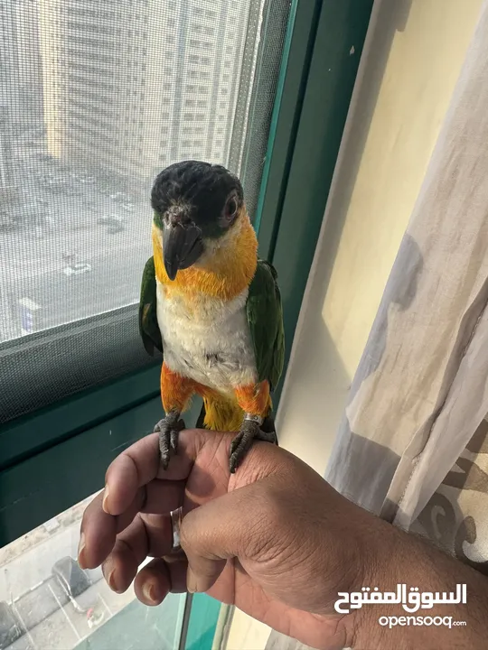 Black head CAIQUE breeding pair for adoption