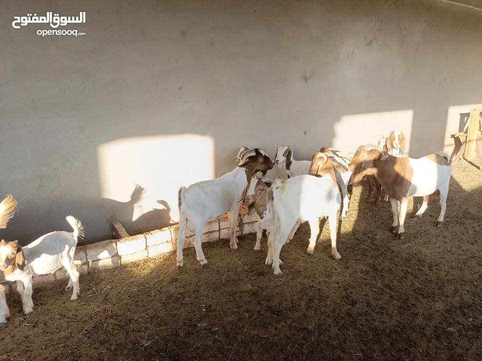 ماعز خليط موجود كمية