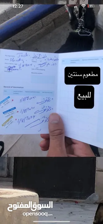 كلب هاسكي سايبيري