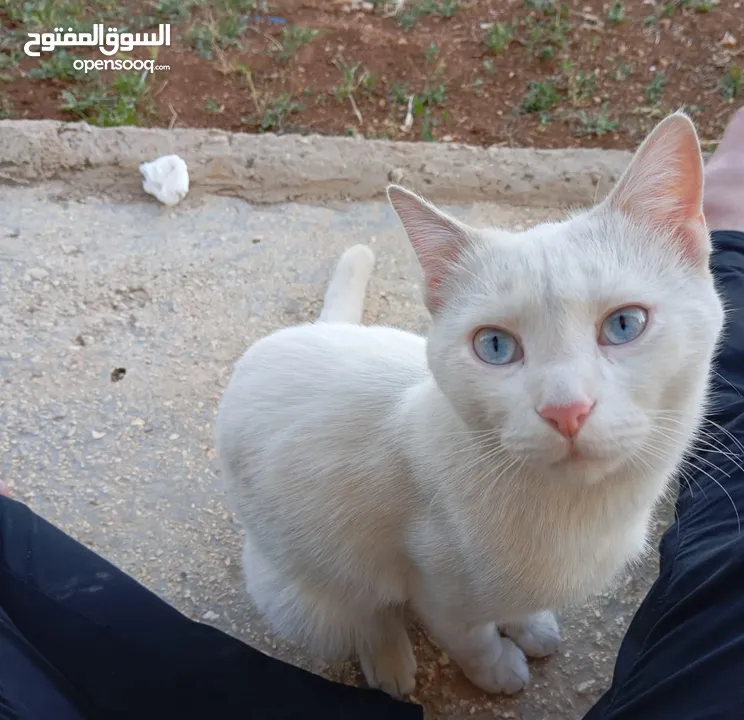 قط ابيض جميل جدا مع عينان زرقاوان و حالته الصحية جيدة و هادا و مرح وكن غير مدرب