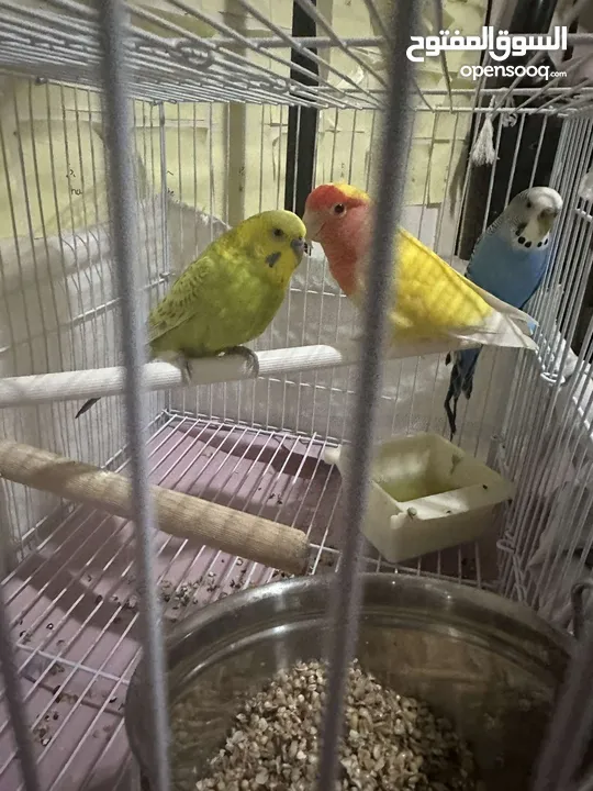 2 budgies and one lovebird un-taimed